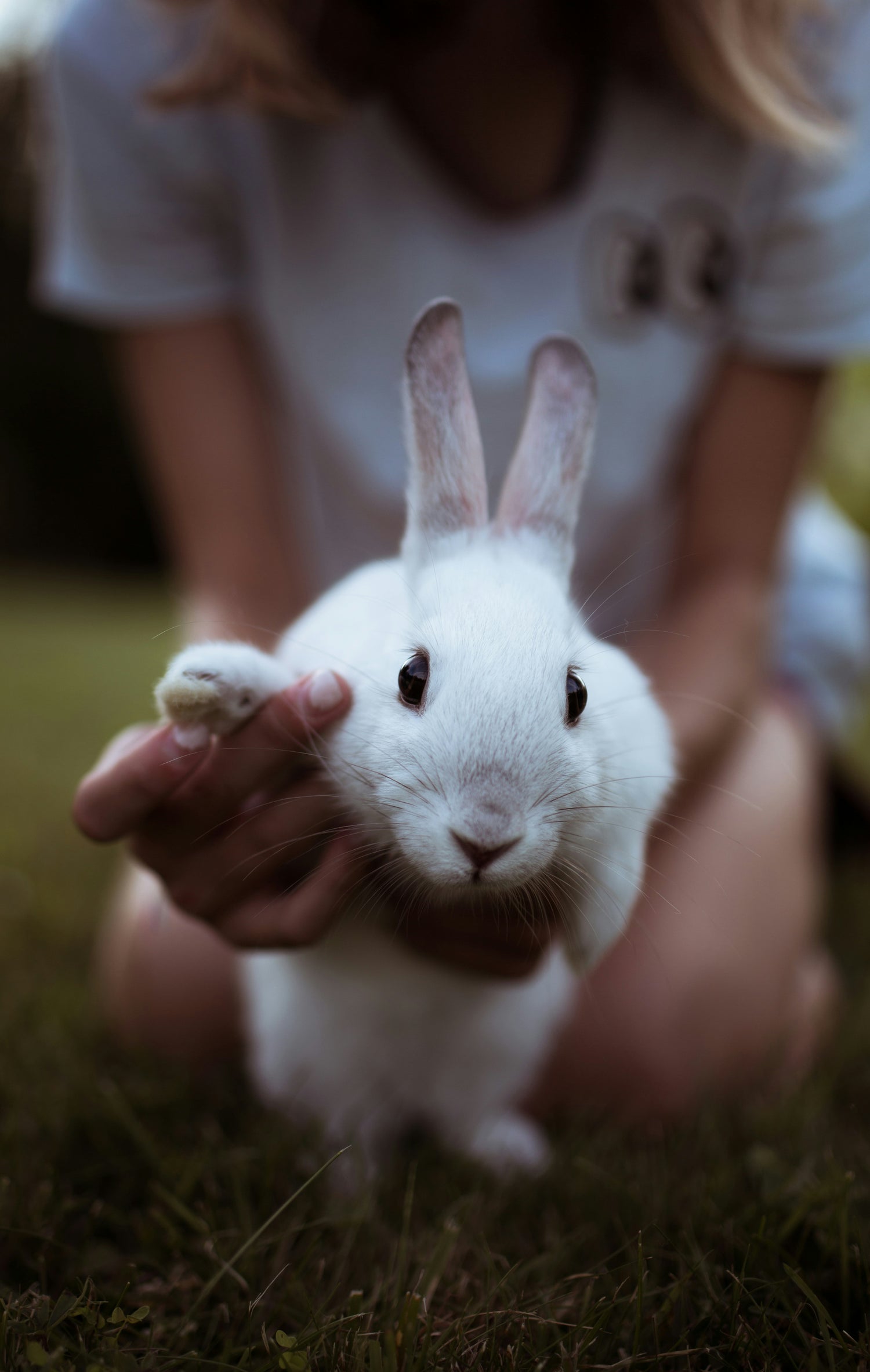 Rabbit and Small Animal Essentials