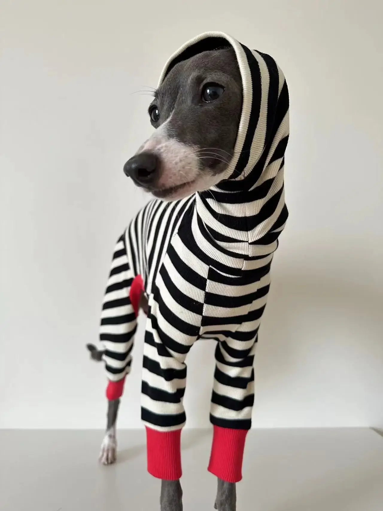 Four-Legged Stretchy Striped Whippet Dog Clothes, Suitable for Small, Medium and Large Dogs, Italian Greyhound, Winter